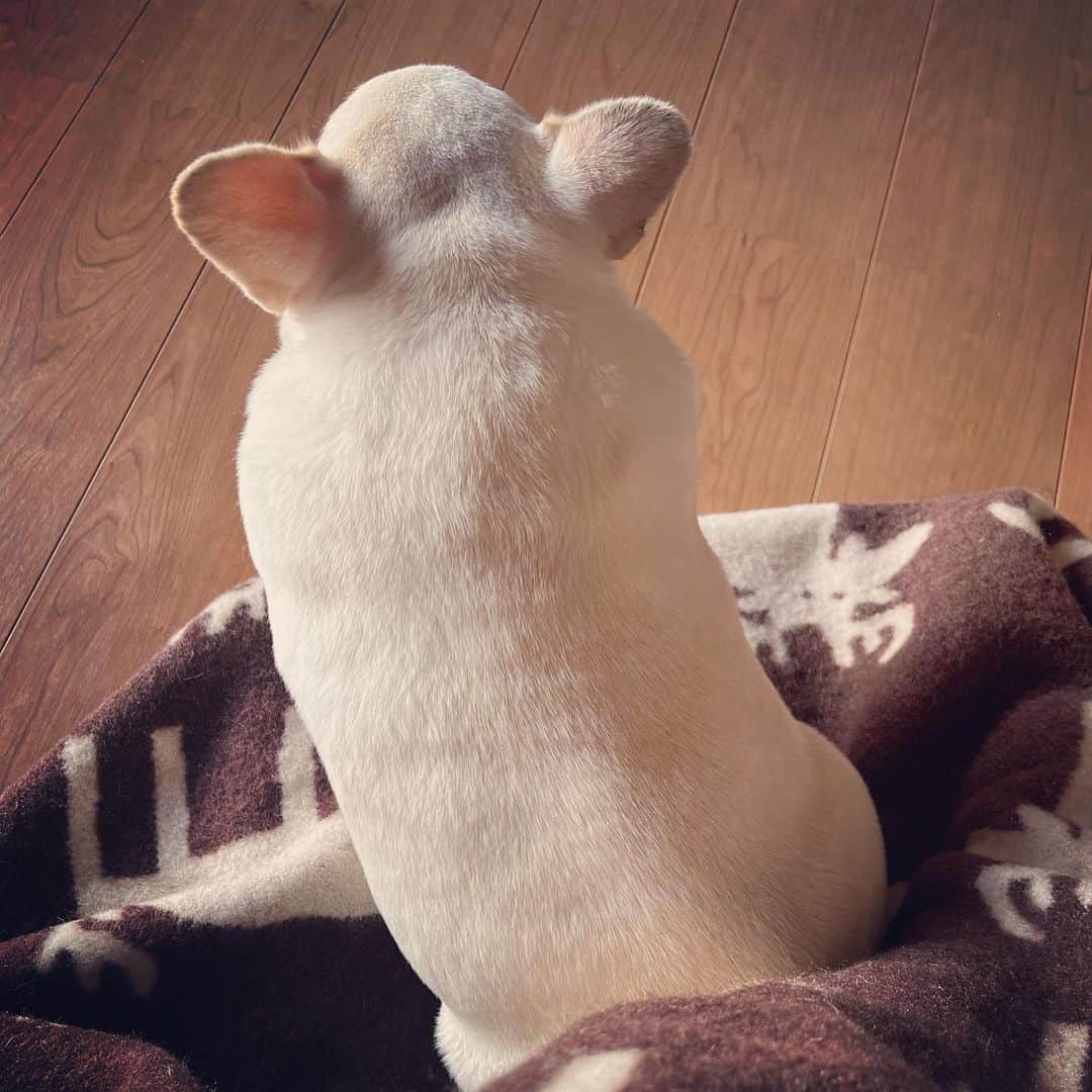 タニム（マーブル母）のインスタグラム：「* ソファで寛いでたらグイグイきて足の甲に座った😂💕  #ツンデレマーブル #沢山ナデナデしたよ #私のアモーレ🐷❤️  #安定のくびれなし」
