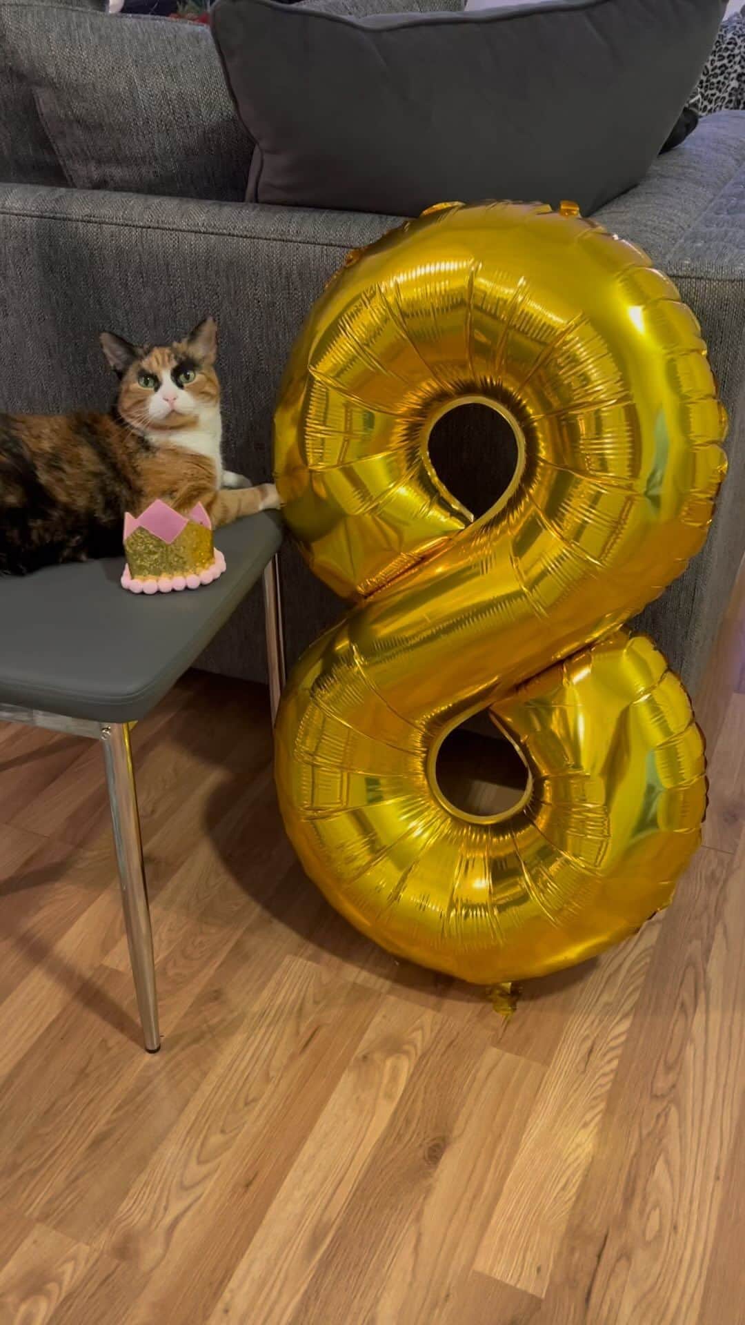 リリーのインスタグラム：「It’s my golden birthday! ✨  #happybirthday #catbirthday #goldenbirthday #calicosofinstagram #fyp #catsofinstagram」