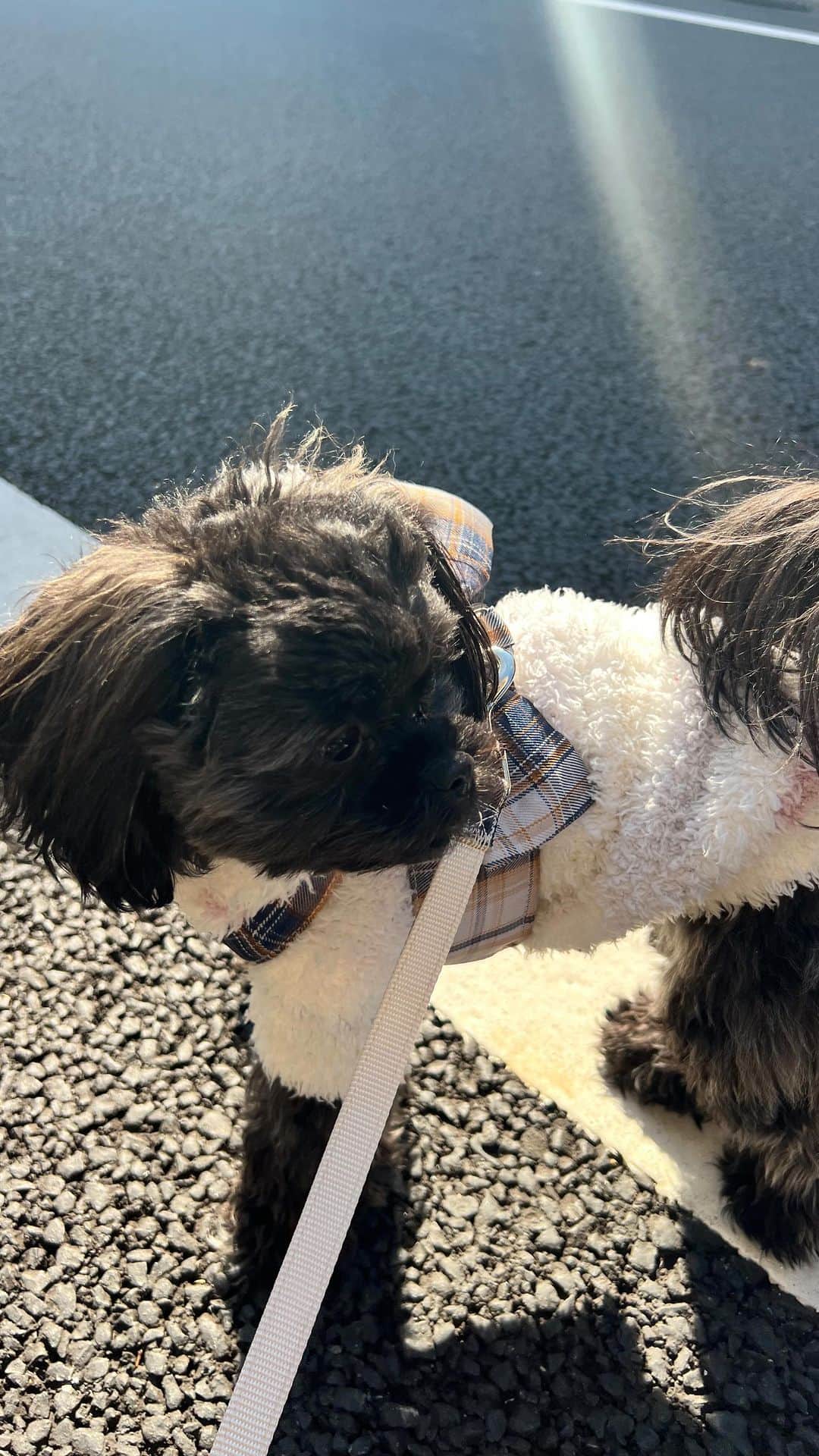 神部美咲のインスタグラム：「なんかすごい走らされた🐶💓  #お散歩」
