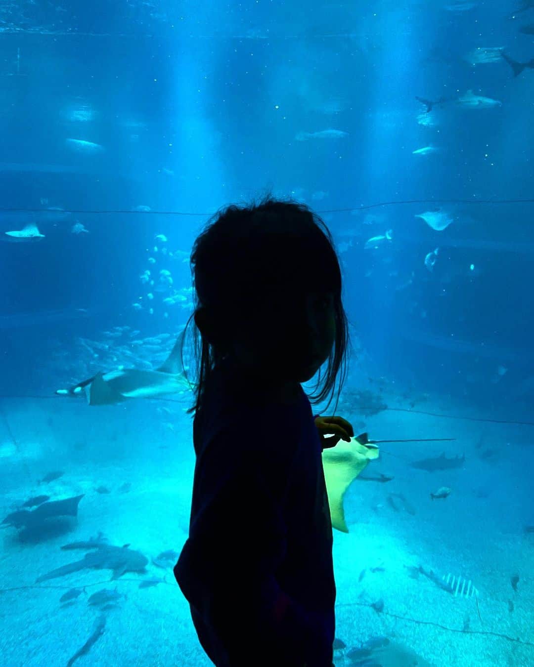 森谷賢太郎さんのインスタグラム写真 - (森谷賢太郎Instagram)「🧜 「アリエルはどこにいるの？」 ってずっと言ってました。  #海遊館 #大阪 #アリエル はいないよ #ジンベイザメ は怖いみたい」1月8日 20時08分 - moriyakentaro