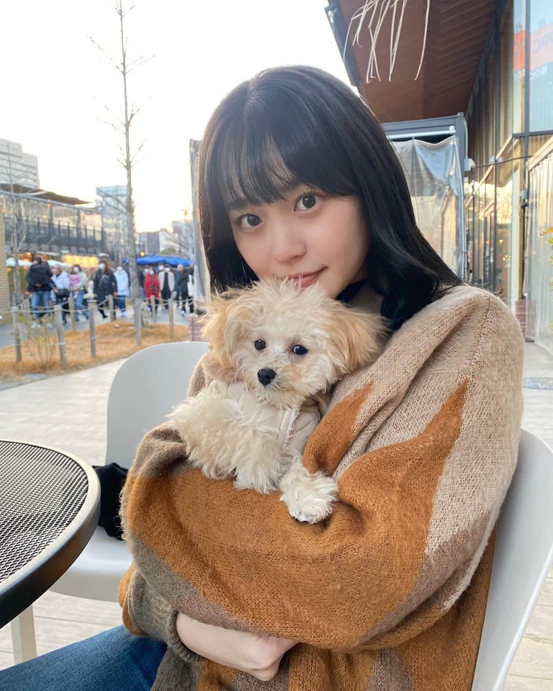 福見真紀のインスタグラム：「初めましてむぎです🐶 マルチーズとトイプードルのミックス犬です🐶 4ヶ月の女の子で我が家に来てから1ヶ月半経ちました！  実家では子供の頃からずっとワンちゃんは飼ってたけど自分で飼うのは初めてなので毎日新鮮で楽しい！！！☺️ これからいろんなところに行こうね💓  #マルプー #犬のいる暮らし  #子犬」