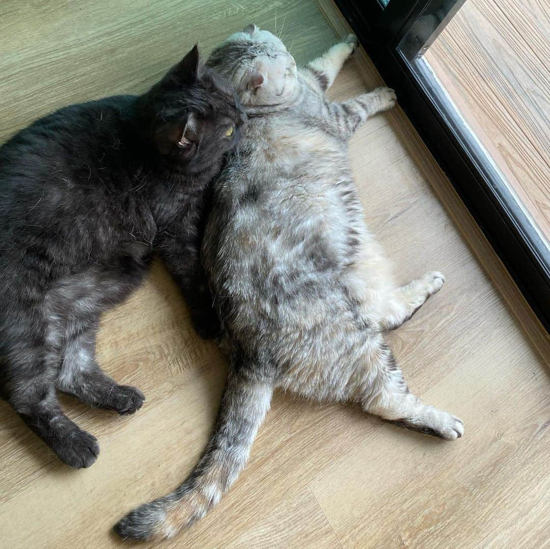 Mammoth and Grizzlyさんのインスタグラム写真 - (Mammoth and GrizzlyInstagram)「Watching birds in the evening with daddy. #nala #onrafoldcattery #grizzly」1月8日 20時44分 - mammoth_grizzly