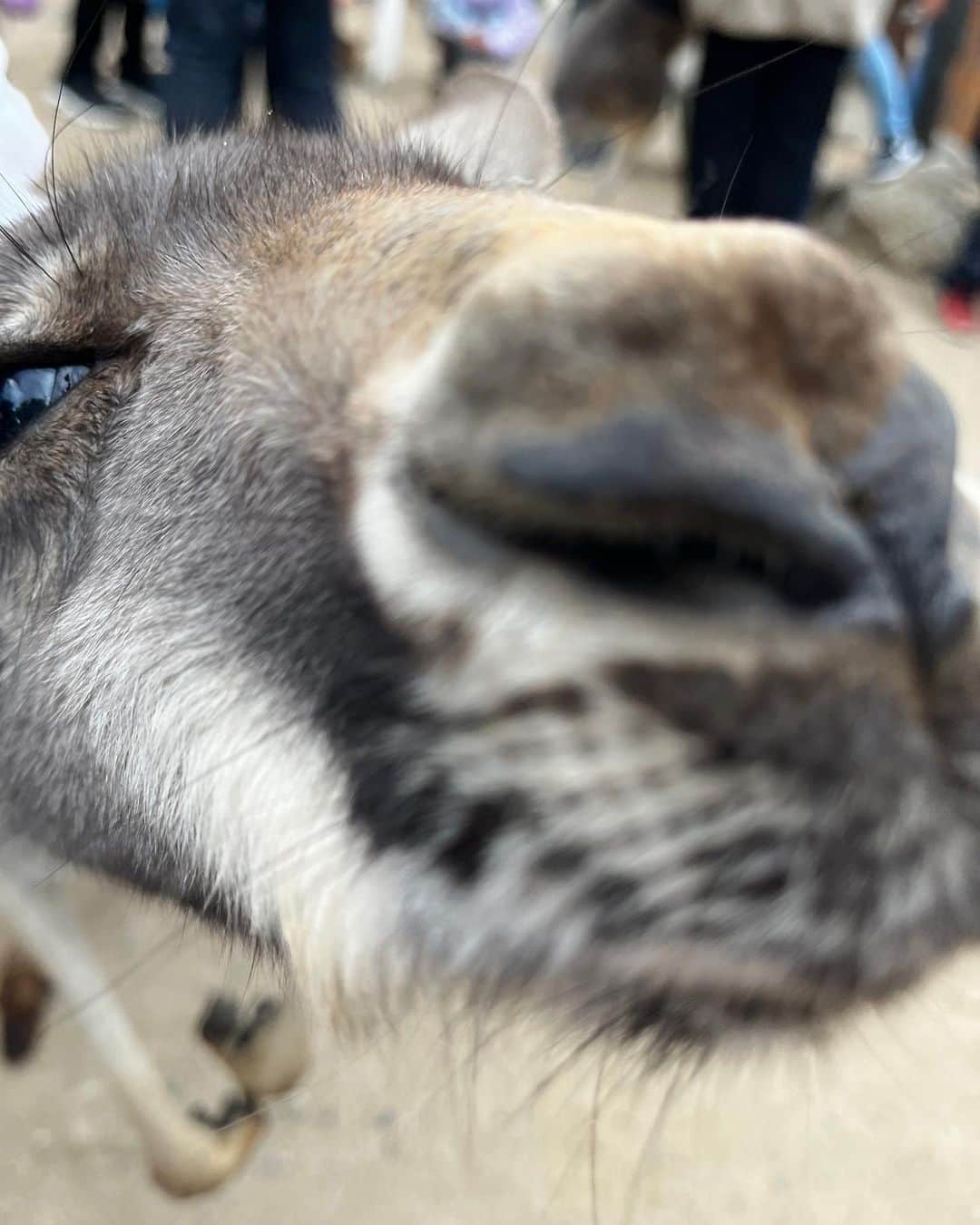 のインスタグラム：「今年も安定のカンガルー  #カンガルー」