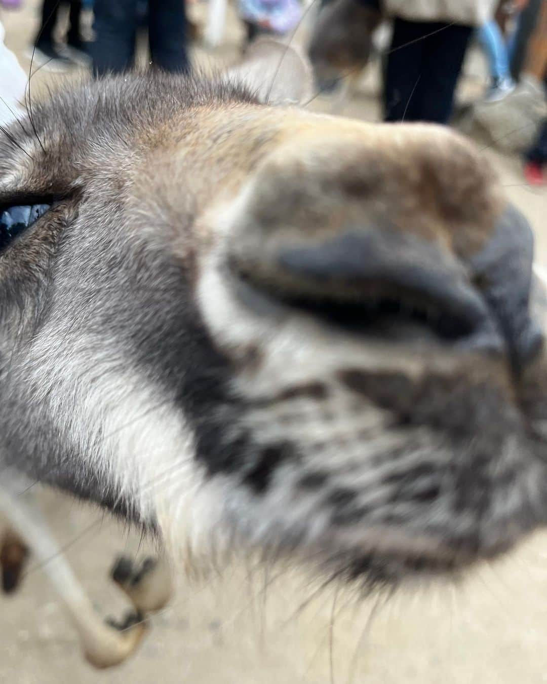 北原雅樹のインスタグラム：「今年も安定のカンガルー  #カンガルー」