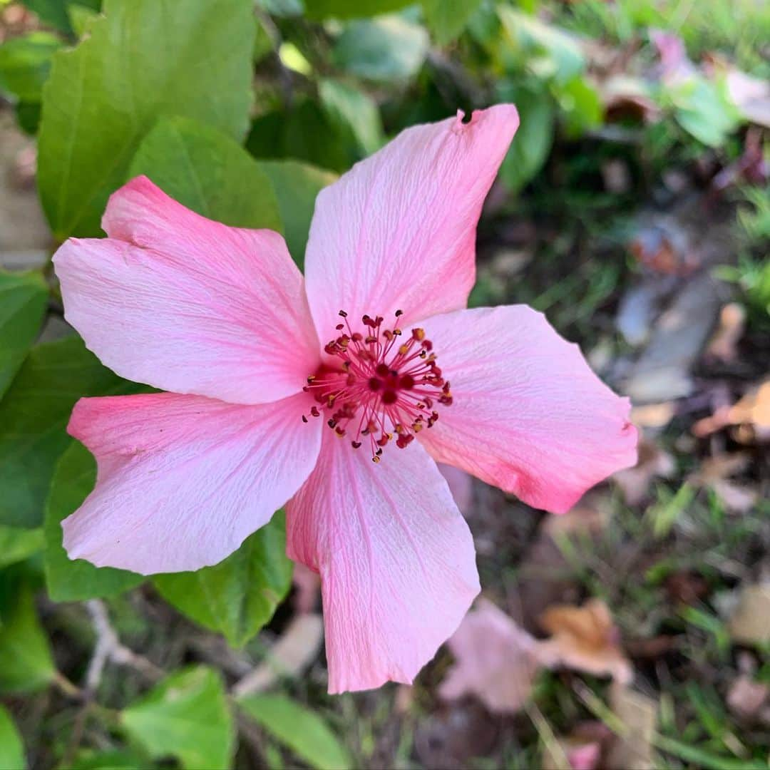 ブライス・ジョンソンのインスタグラム：「🥰 #flowersofinstagram」