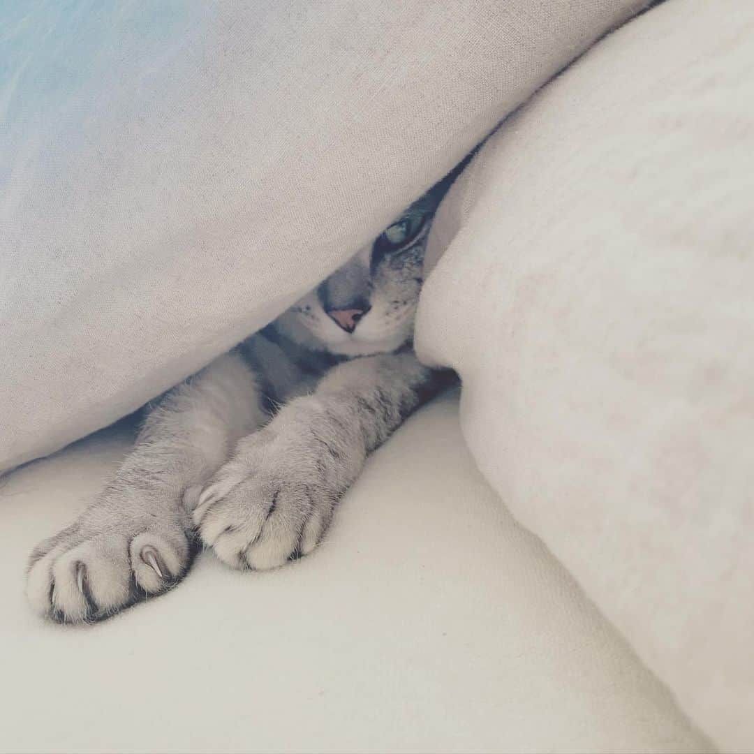 のインスタグラム：「ちらりん おはようございます。 良き日になりますように。」
