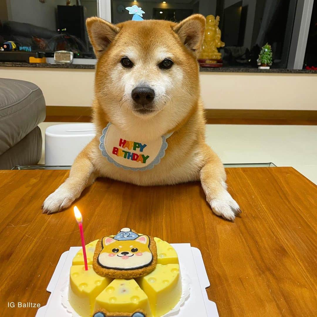 Balltze My name is Ballさんのインスタグラム写真 - (Balltze My name is BallInstagram)「Happy birthday to me! I have turned 12 today 🌟 I’m filled with joy and happiness because I know im loved by all of you, thank you everyone」1月10日 1時18分 - balltze