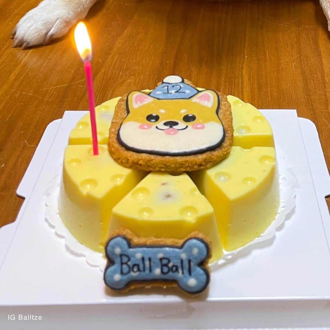 Balltze My name is Ballさんのインスタグラム写真 - (Balltze My name is BallInstagram)「Happy birthday to me! I have turned 12 today 🌟 I’m filled with joy and happiness because I know im loved by all of you, thank you everyone」1月10日 1時18分 - balltze