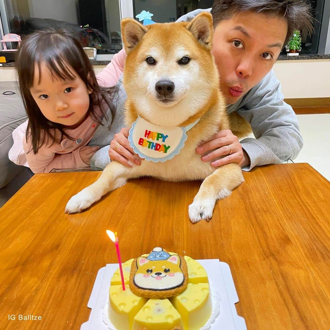 Balltze My name is Ballさんのインスタグラム写真 - (Balltze My name is BallInstagram)「Happy birthday to me! I have turned 12 today 🌟 I’m filled with joy and happiness because I know im loved by all of you, thank you everyone」1月10日 1時18分 - balltze