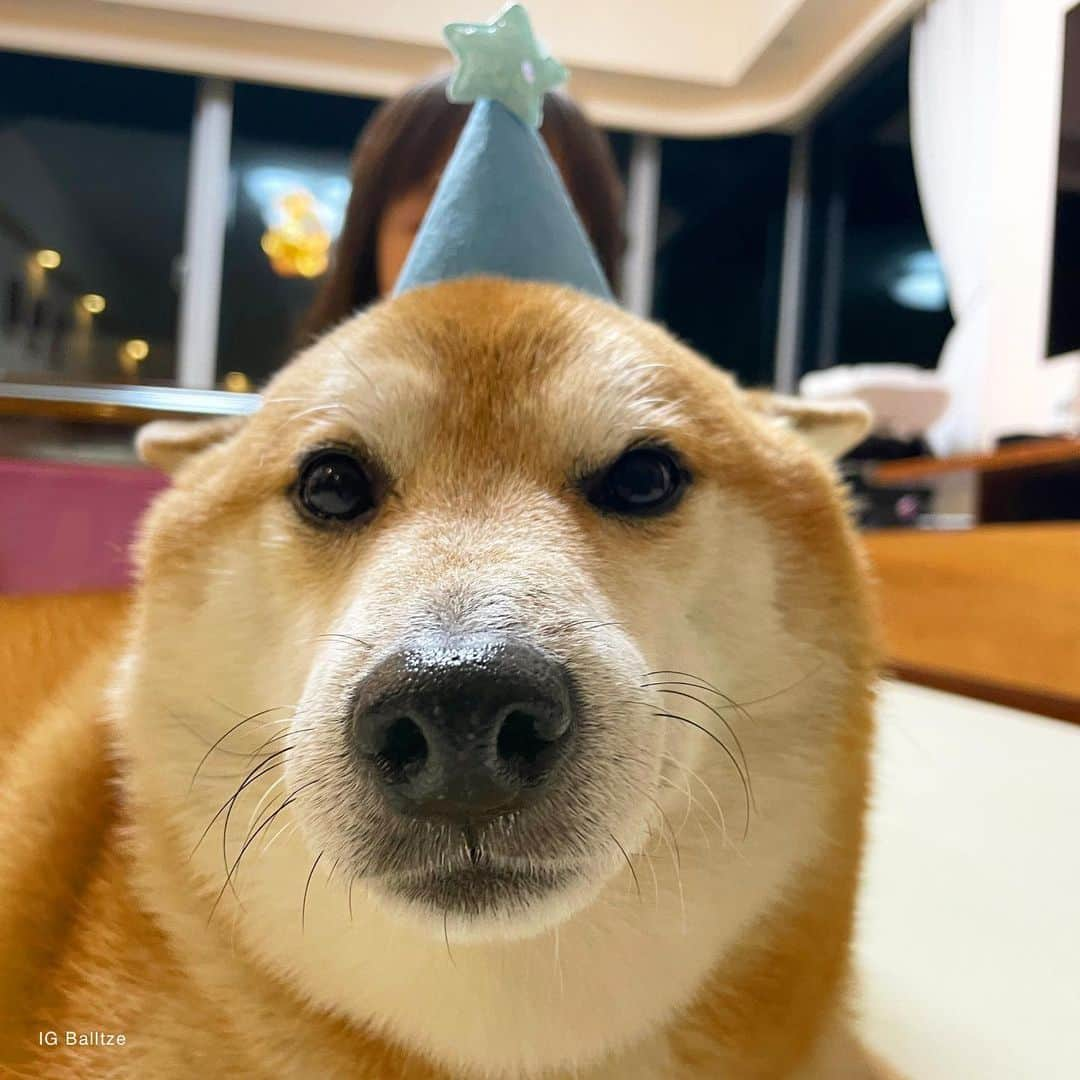 Balltze My name is Ballさんのインスタグラム写真 - (Balltze My name is BallInstagram)「Happy birthday to me! I have turned 12 today 🌟 I’m filled with joy and happiness because I know im loved by all of you, thank you everyone」1月10日 1時18分 - balltze