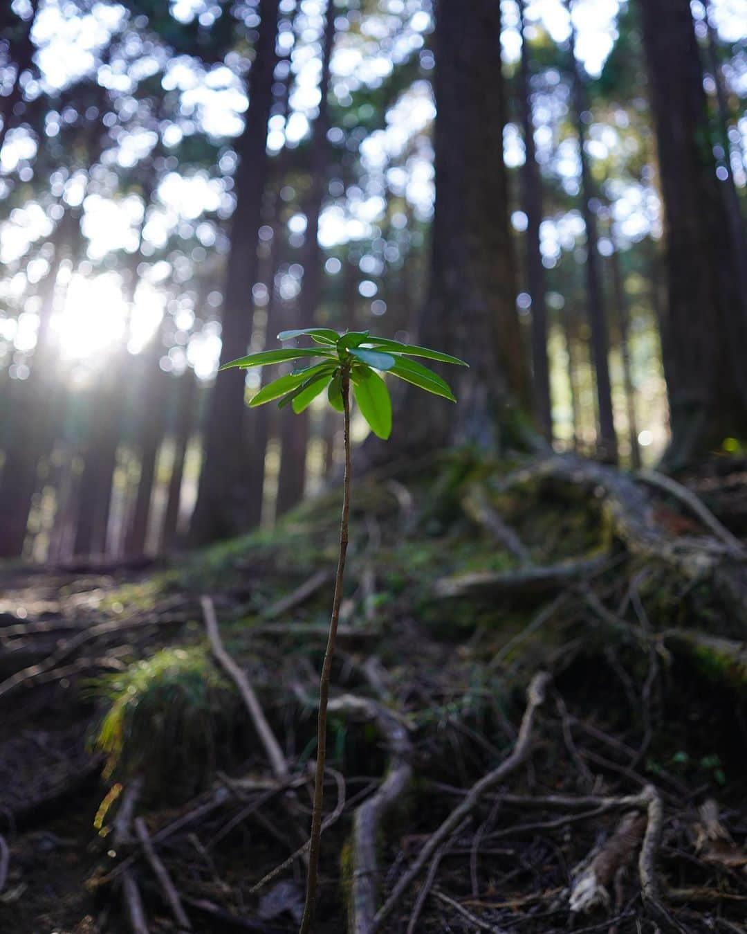 村上舜さんのインスタグラム写真 - (村上舜Instagram)「2023もよろしくお願いします🌲  海に戻ろう」1月9日 17時25分 - shunmurakami_mobb