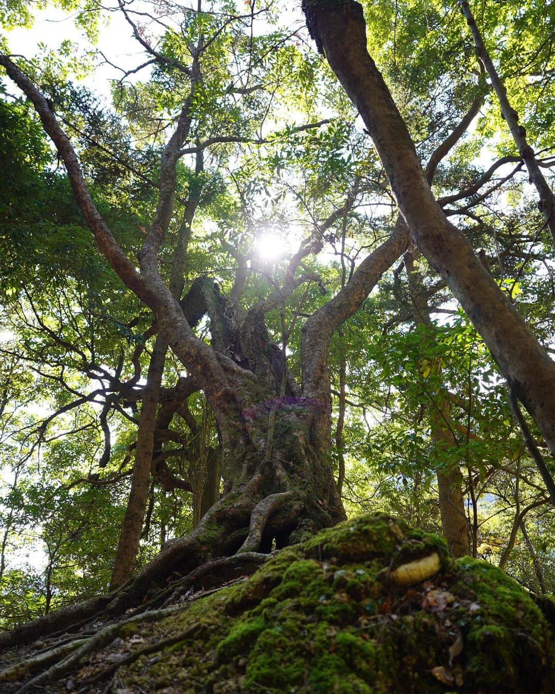 のインスタグラム：「2023もよろしくお願いします🌲  海に戻ろう」