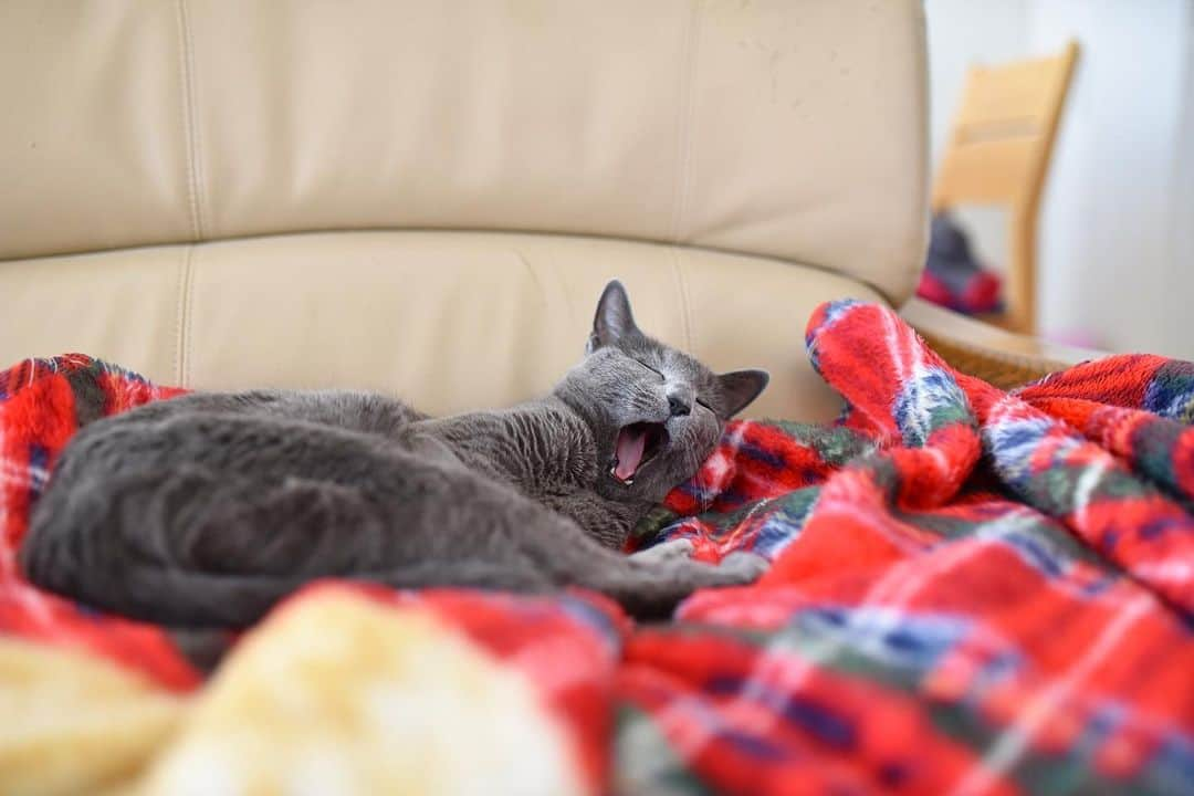 Hari?さんのインスタグラム写真 - (Hari?Instagram)「飼い主の体調不良につき、投稿が滞ってしまった…。流行病ではないけれど、健康の尊さを思い知る年越しとなった🐰🎍🐇  ニャンズはシニアらしくのんびりしとります〜🐱🐱 健康一番😌😌  #azumi #シニア猫  #cat #russianblue #猫 #ねこ #ロシアンブルー #chat  #gato #greycat #catsofinstagram」1月9日 19時15分 - koteazu2