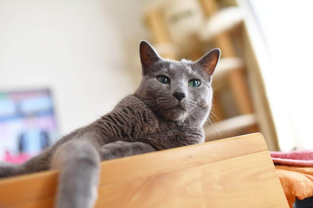 Hari?のインスタグラム：「飼い主の体調不良につき、投稿が滞ってしまった…。流行病ではないけれど、健康の尊さを思い知る年越しとなった🐰🎍🐇  ニャンズはシニアらしくのんびりしとります〜🐱🐱 健康一番😌😌  #azumi #シニア猫  #cat #russianblue #猫 #ねこ #ロシアンブルー #chat  #gato #greycat #catsofinstagram」
