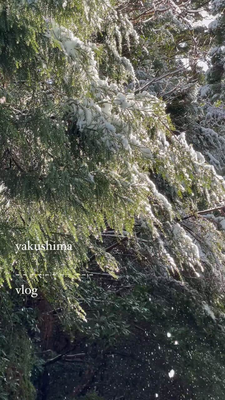 のインスタグラム：「yakushima  -------  vlog  🌿  #yakushima #屋久島」