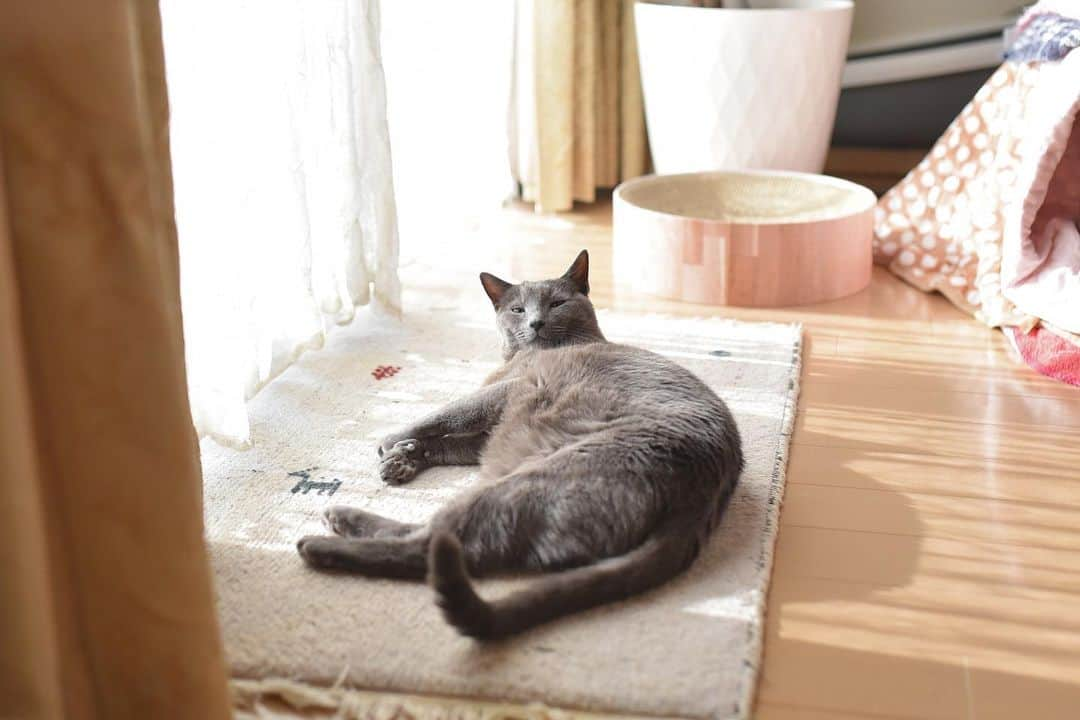 Hari?さんのインスタグラム写真 - (Hari?Instagram)「安定のモフ😍😍😍  #kotetsu #シニア猫 #モフモフ  #cat #russianblue #猫 #ねこ #ロシアンブルー #chat  #gato #greycat #catsofinstagram」1月9日 19時20分 - koteazu2