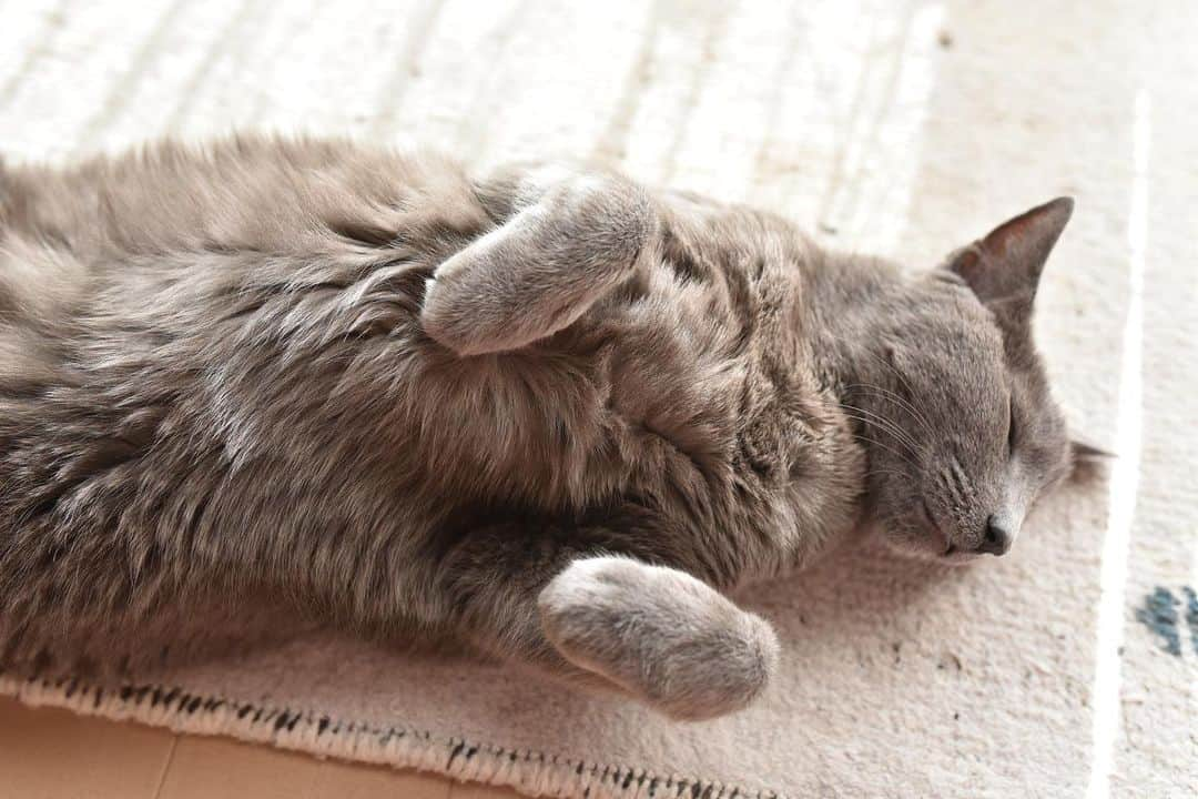 Hari?のインスタグラム：「安定のモフ😍😍😍  #kotetsu #シニア猫 #モフモフ  #cat #russianblue #猫 #ねこ #ロシアンブルー #chat  #gato #greycat #catsofinstagram」