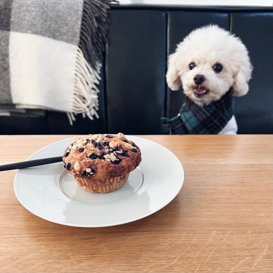 mizuのインスタグラム：「久しぶりに買ってきた。 ここのマフィンやっぱり美味しい♡」