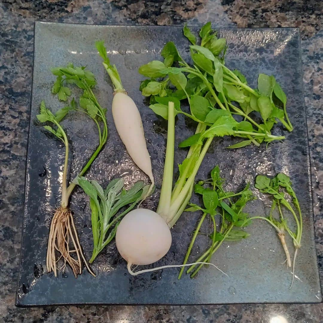 貞平麻衣子さんのインスタグラム写真 - (貞平麻衣子Instagram)「七日の朝は七草粥🌿 食べてから、生まれて初めて事務所の稽古場に足を踏み入れました💦人前で演じる難しさよ。。。 #今年もがんばります」1月9日 21時28分 - maiko_sadahira