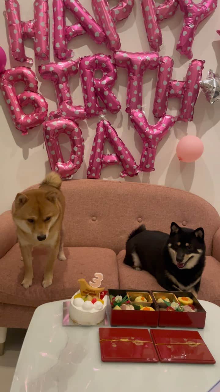 環奈（長沢菜々香の飼い犬）のインスタグラム：「3歳🎂 みんな元気だね〜」