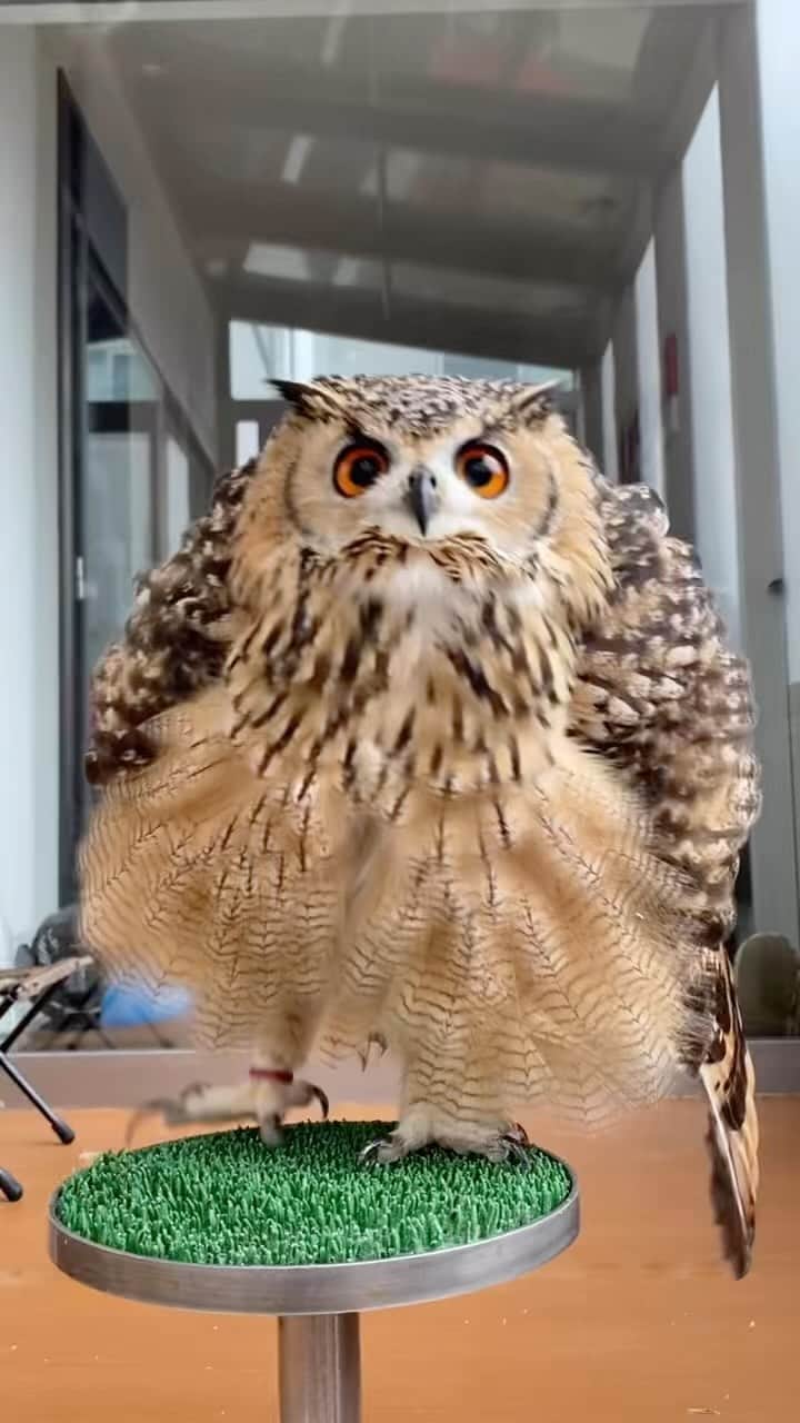 GEN3 Owlのインスタグラム：「もふもふしちゃってごめん🦉❤️ @genz64  Do you like fluffy?🦉❤️」