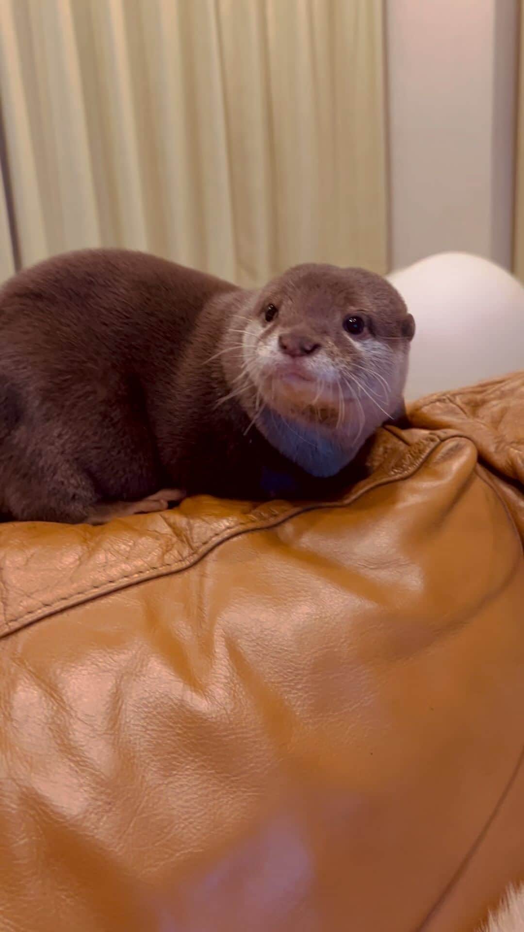 カワウソきなこのインスタグラム