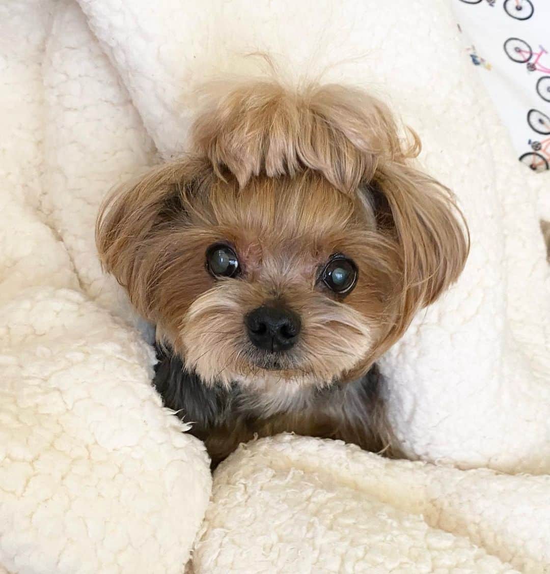 Kodie Bearのインスタグラム：「🐶💭’Me with Mommy’ time while 🌸Somie is out for a walk with daddy. It’s Co-o-old outside this morning 🌦️☁️🥶」