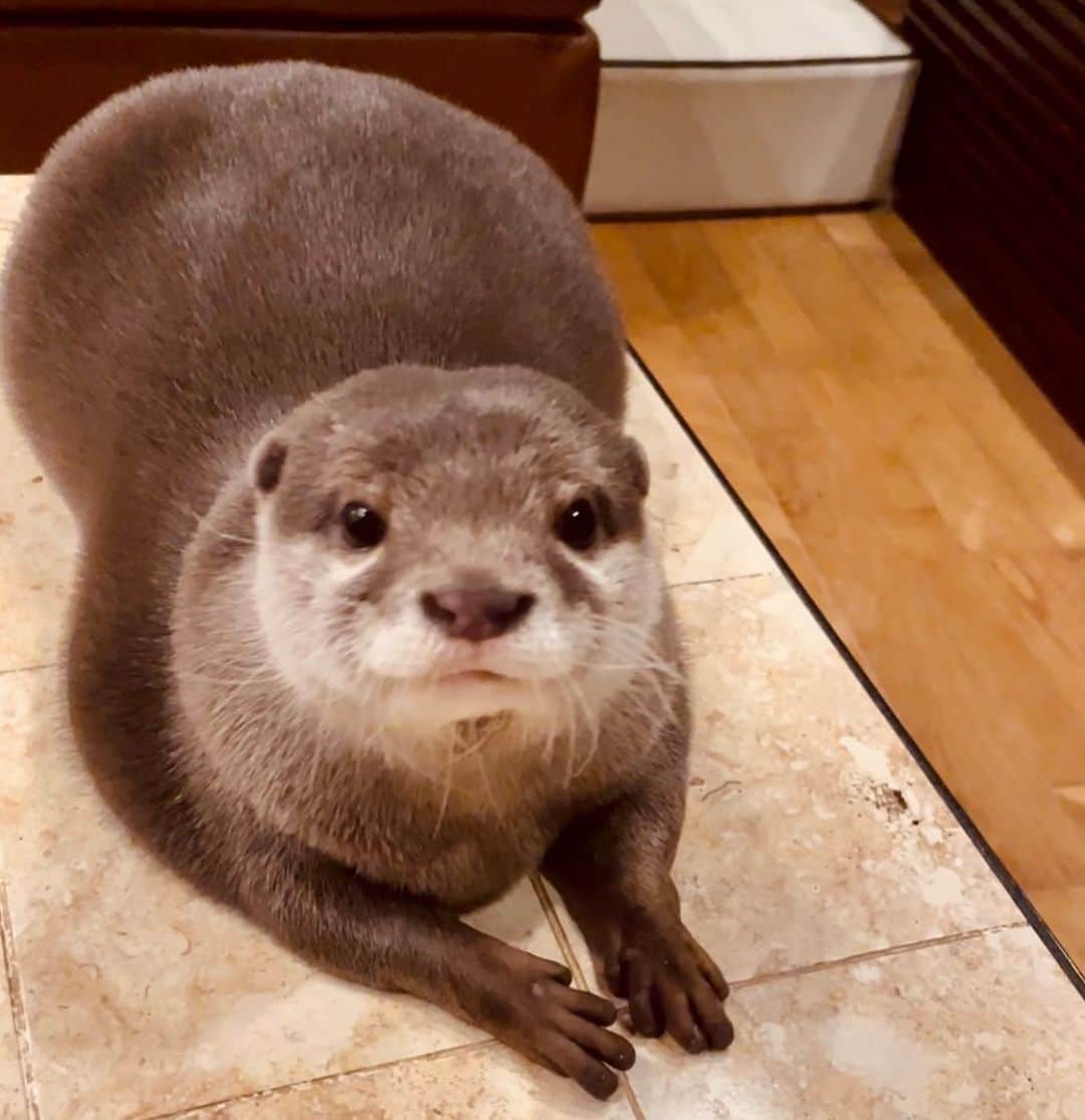 カワウソきなこのインスタグラム