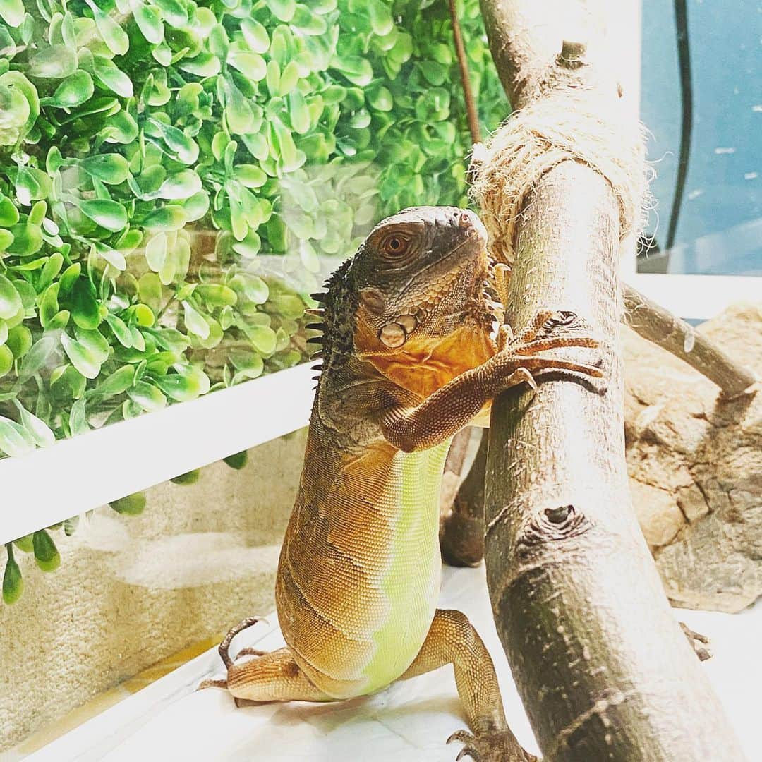 赤荻百華さんのインスタグラム写真 - (赤荻百華Instagram)「イグアナさんが家族に❤︎  頭いいから動向をよくみてるし 警戒心かなりお強い。 環境には慣れてくれたご様子。  #reptile   #グリーンイグアナ   #グリーンイグアナベビー   #グリーンイグアナレッド」1月10日 13時56分 - tokagekinobori