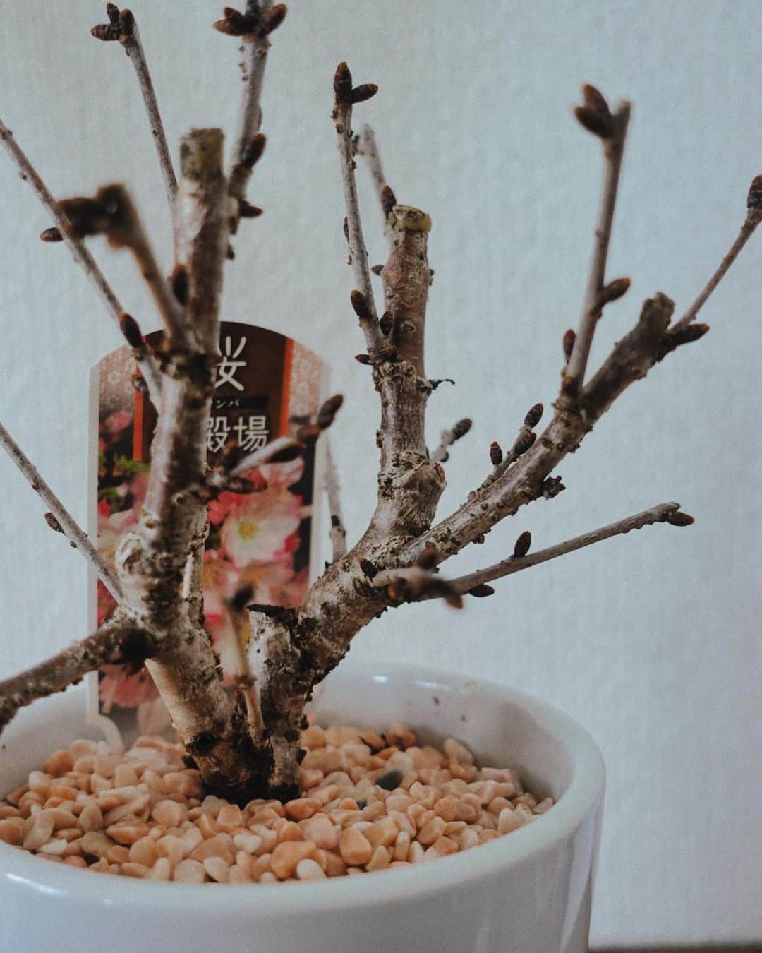 山田佳奈実さんのインスタグラム写真 - (山田佳奈実Instagram)「. 最近特に好きな チューリップ🌷  そして2枚目は桜🌸 時間をかけて丁寧に育てていこう  机の隅にお花があるだけで、凄く穏やかな気持ちになる😌🌸」1月10日 14時30分 - kanami_yamada