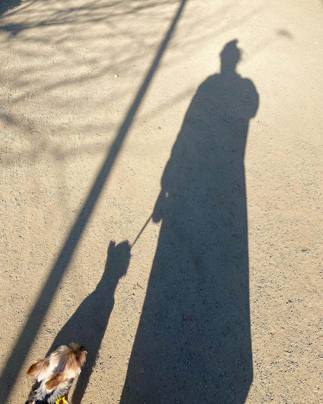 ririのインスタグラム：「🐕🐕🐕💓 いつもアタシの隣には リボン🎀たんがいるね☺️  可愛い💕💕 これからもたくさんお散歩しようねっ🐾🐕‍🦺  #love #dog #yorkie #ヨークシャテリア」