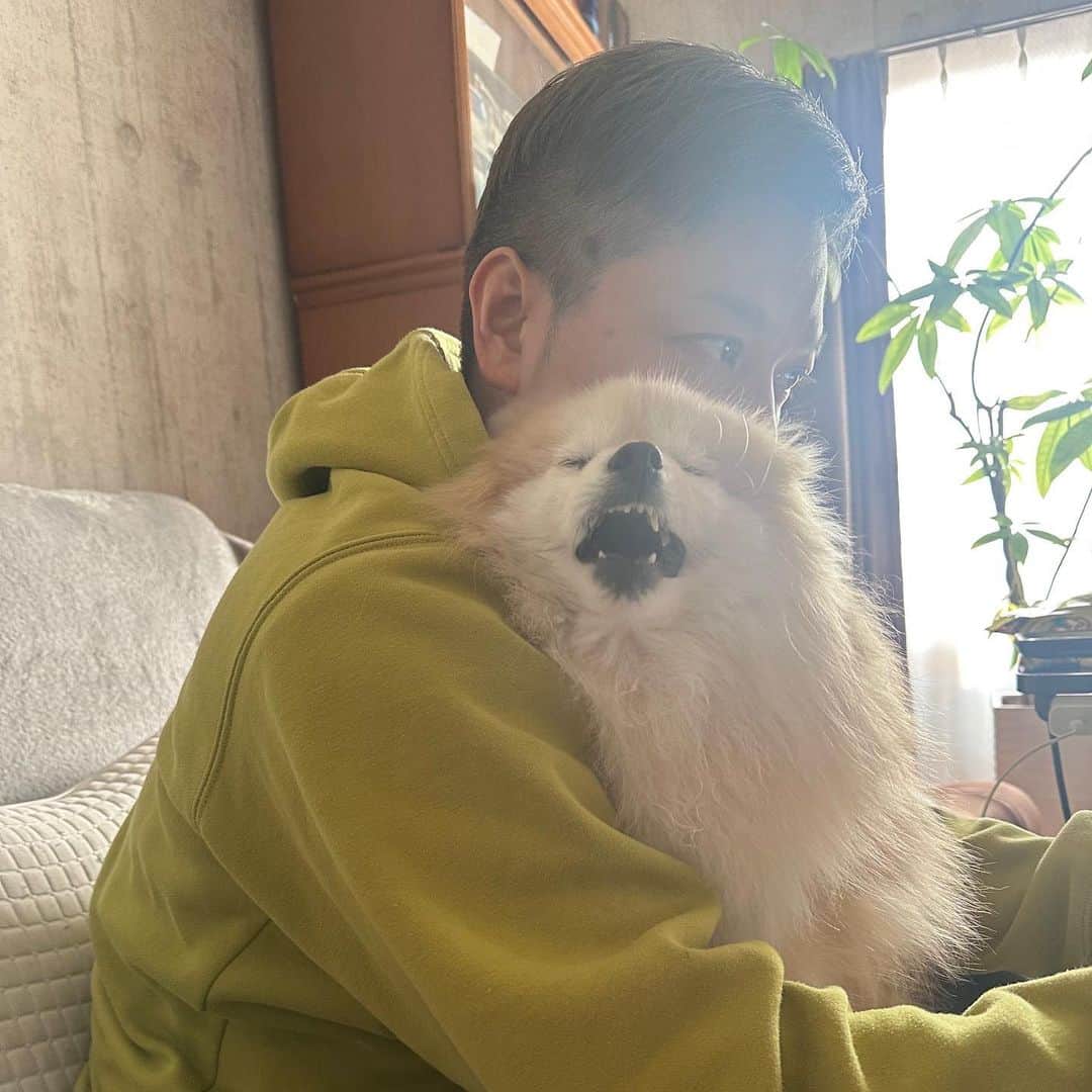 YO!YO!YOSUKEのインスタグラム：「ガーーーーオ‼️  #ポメラニアン #癒し #愛犬 #ペット」