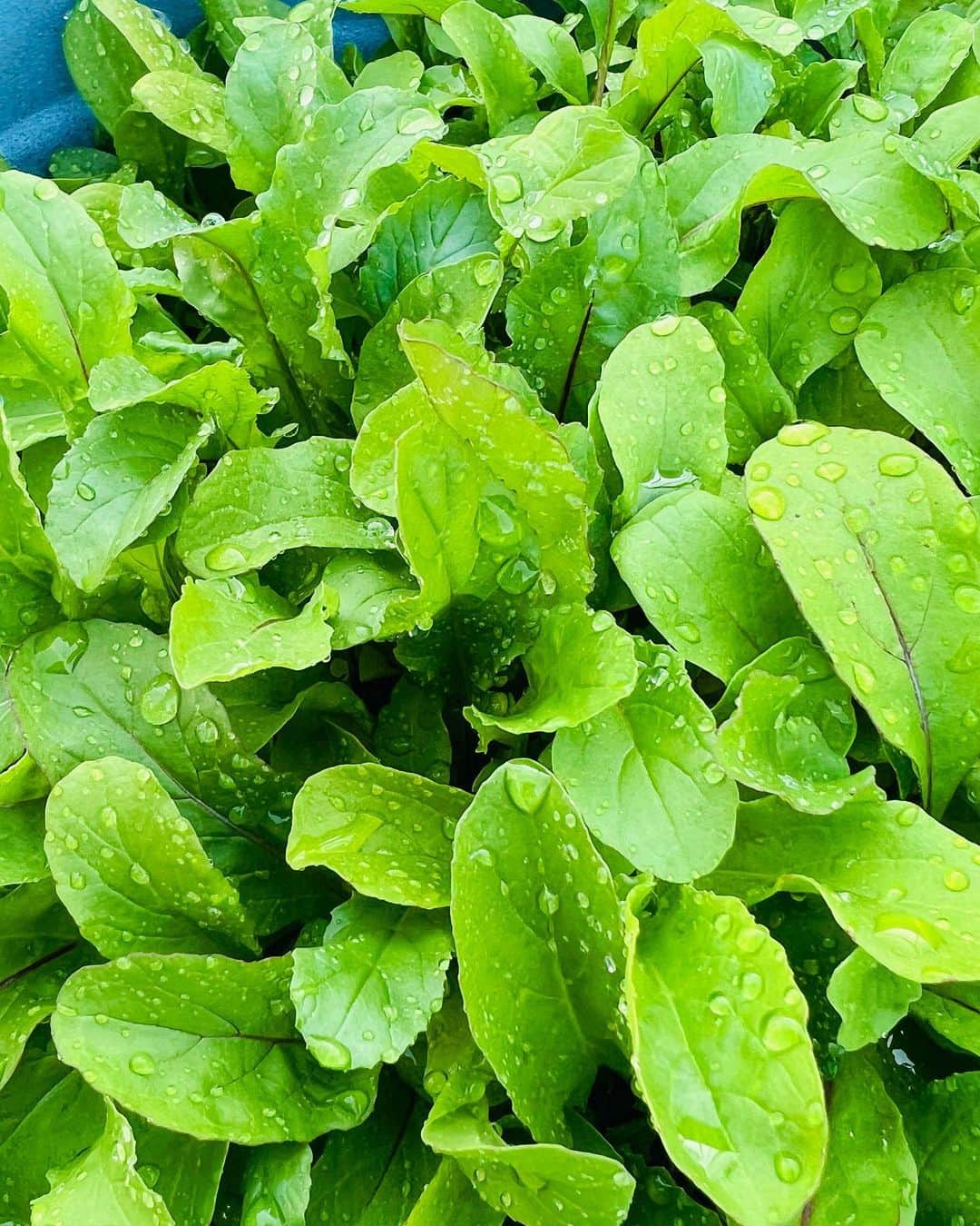 平祐奈のインスタグラム：「🌱❤️ 11月に種を蒔いてからすくすくと育ってくれて ついにサラダにして頂きました。  ベビーリーフ•ラディッシュ•ほうれん草  もうシャッキシャキで葉の旨みが凄くてとっても美味しい… なんといっても愛おしすぎました。 ありがとう野菜たち🤝  これからも大切に育てます🫶 嬉しいねぇ自家栽培。  寝起きで幸せそうな平を添えて…笑」