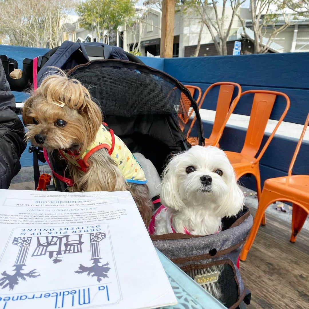 Kodie Bearさんのインスタグラム写真 - (Kodie BearInstagram)「Bon Appetit 😋This is our favorite restaurant in SF.  Gloomy day but We walked all the way here for lunch. 🥙🧆🥗」1月11日 6時14分 - kodietheyorkie