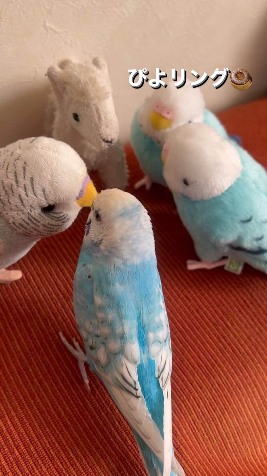 kotoripipipiのインスタグラム：「ポンデリングみたいなー。ぴよリング🍩 #おしゃべりインコ#青い鳥#小鳥#鳥#セキセイインコ#セキセインコ#そっくり#ポンデリング #お友達」