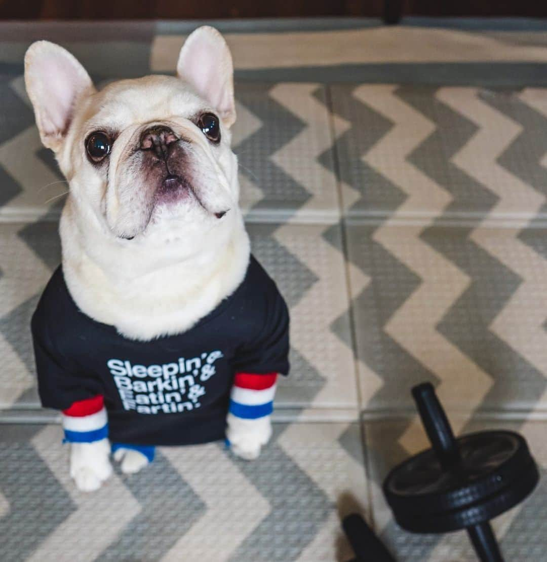 Sir Charles Barkleyさんのインスタグラム写真 - (Sir Charles BarkleyInstagram)「Sitting pretty for treats is a great ab workout! #tipsfrombarkley #barkleywisdom #standingabs #gainz」1月11日 4時46分 - barkleysircharles