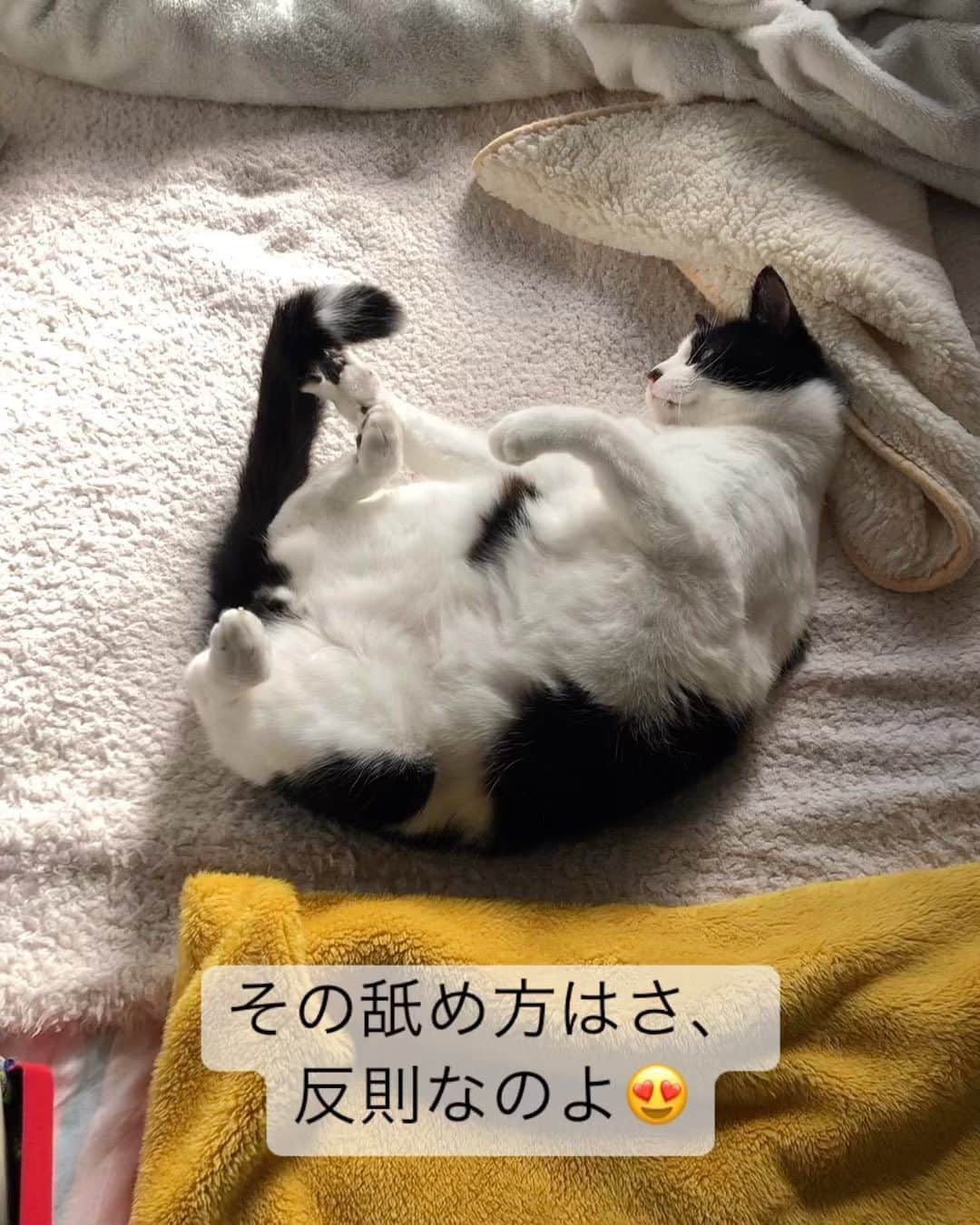 ぽんずのインスタグラム：「かわいすぎるやん。#ねこ#猫#猫好き#親バカ#はちわれ#ハチワレ#はちわれ猫#ハチワレ猫#白黒猫部#にゃんすたぐらむ#猫大好き#うちの猫自慢#白黒猫 #我が家のぽんずくん #ちゅーちゅー妖怪」