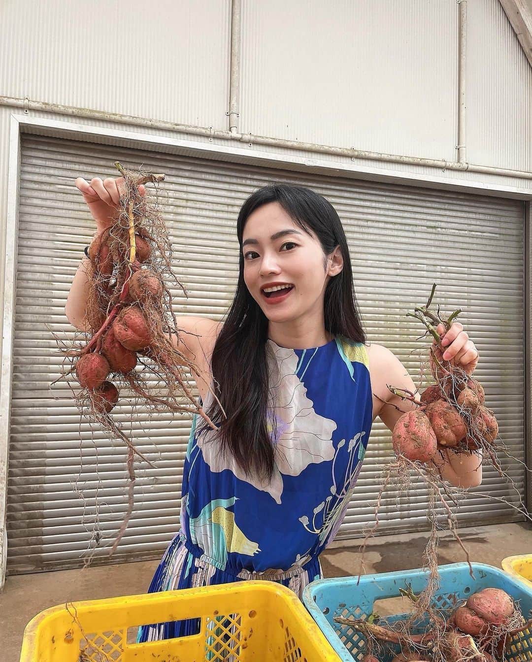 市川あまみのインスタグラム：「【種子島西之表子安納校区🍠】 . やっぱり種子島と言ったら安納芋だよね😂❤️✨ さつまいもヘルシーで甘くてだーいすき🥰さつまいも持ってテンション上がってたw . 皆んな知ってた？ すぐ土から掘り出しても、あの甘さにはならなくて、ちゃんと追熟させてないとあの甘さにならないんだって💁‍♀️ . また豆知識なんだけど、西之表の人達は、県外に送ったりするけど地元の人安納芋(というかサツマイモ)はあんまり食べないらしいよ😂 . 種子島にいる時色んな人に聞いてみたけど、食べてる人は少なかった😝不思議 . #種子島#西之表市#amamiyoga#ヨガ連盟#安納校区#ヨガの聖地#自然が好き#安納芋#スイーツ」