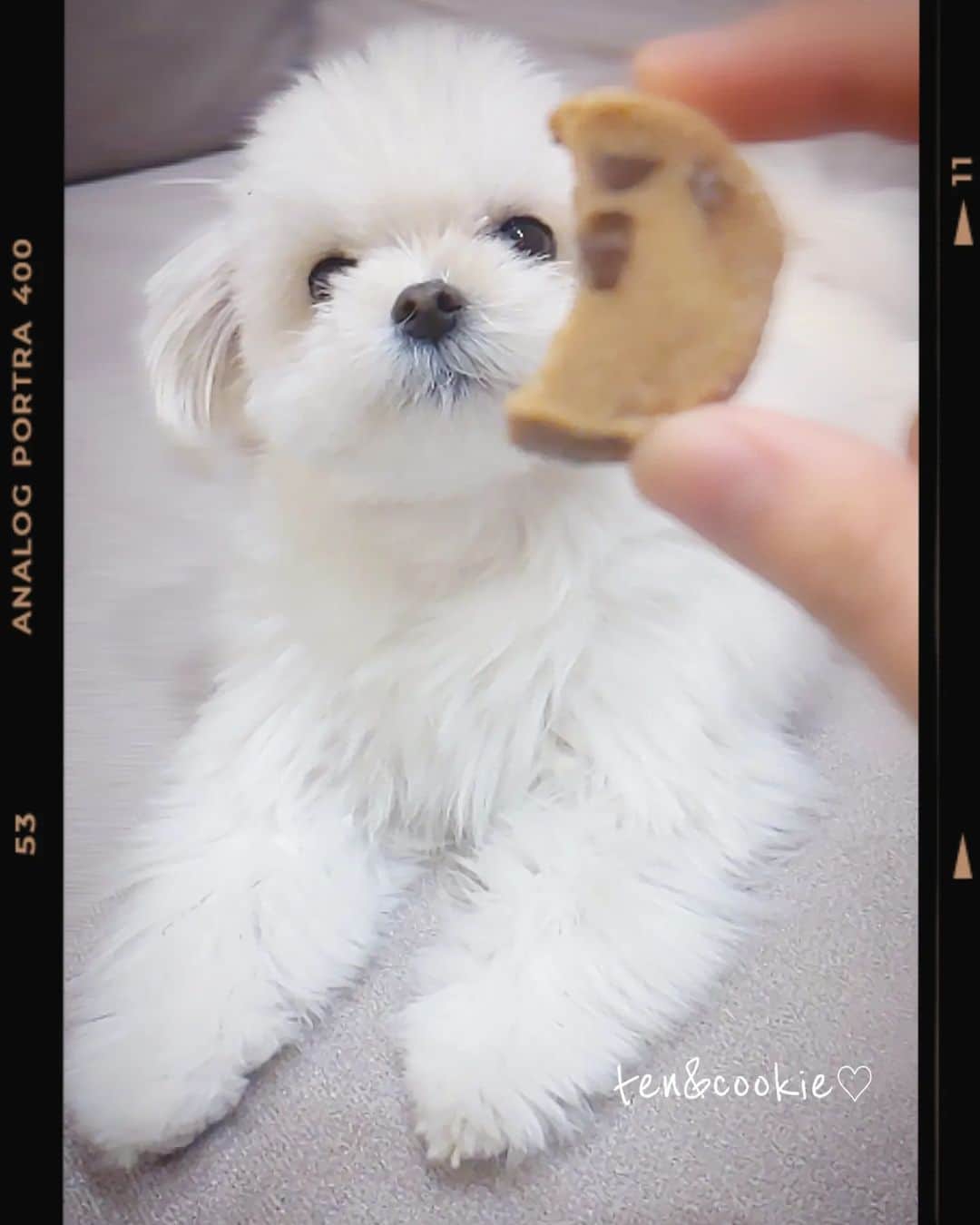 西川実花さんのインスタグラム写真 - (西川実花Instagram)「U^ｪ^U🫰🏻  #マルポメ#ポメマル#かわいい#犬#クッキー#かわいいいぬ#きゅんです#dog#ミックス犬」1月11日 20時41分 - mika_nishikawa_