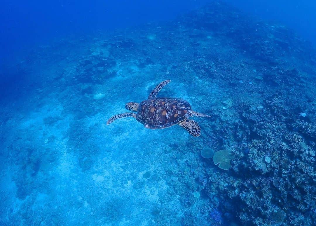 梅園アマンダのインスタグラム：「2023年の初夢は『ウミガメの産卵を見に行ったら、奇抜な海の生物達と仲良くなって踊り狂う夢』だったので、去年宮古島でダイビングした時の写真を💁🏻‍♀️🪸✨  2022年は精神的に強くなれる良い年だったなと思います。本当に沢山の人に公私支えていただき、恵まれた環境に感謝しております。  2023年、とてもワクワクしています☺️ 今年もどうぞよろしくお願いいたします。  #ダイビング #宮古島 #水中写真」