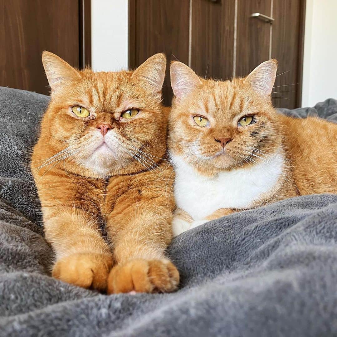 のインスタグラム：「初まめ。今年もよろしくね。 ・ ・ ・ #まめたち #🐈」