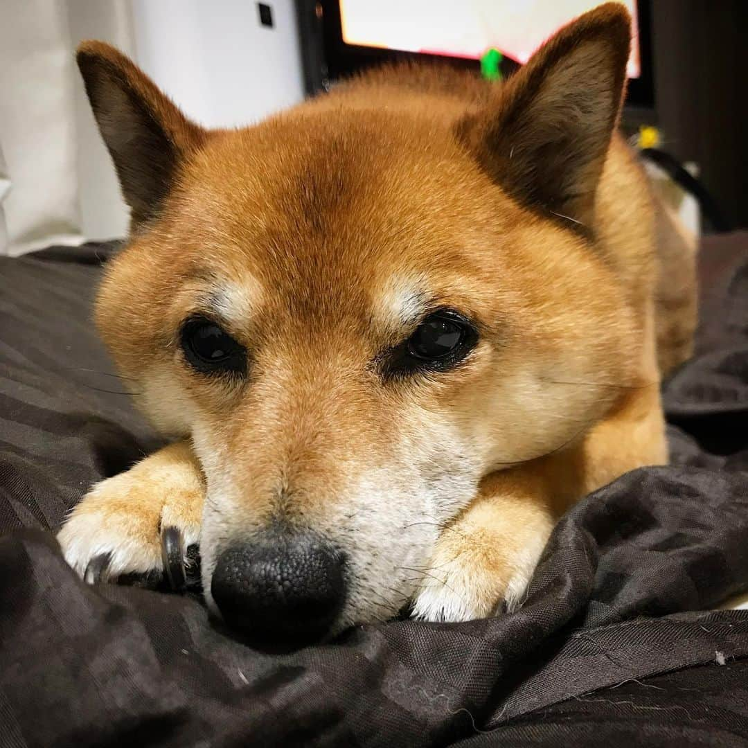 柴犬はなこ Shibainu Hanakoさんのインスタグラム写真 - (柴犬はなこ Shibainu HanakoInstagram)「ねむねむはなっぺ🐶 留守番の時に前脚を痛めてしまって養生中です🥲 一時は泣き叫んで横になる事も座る事もできず心配しましたが、骨に異常はなく原因は筋みたい… やっぱり、こんな時お話できたら良いのにな😔なにがあったんだよぉ #shiba #dog #shibainu #犬 #いぬ #柴犬」1月11日 21時16分 - kiki_beee