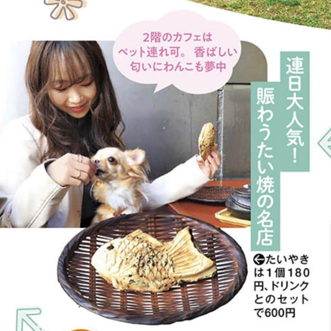 のインスタグラム：「.  るるぶペットとおでかけ首都圏発'24 📚  本日発売の雑誌にマロンと一緒に掲載いただいてます🐶🌰✨  マロンとお出かけ初めてだったけど、すごいいい子にしてくれてとっても楽しかった🫶🏻  ペットでお出かけできる場所の紹介が沢山されているので、是非チェックしてみてねん🐾💓 . #るるぶ #ペット #ペットとの暮らし #ペットとお出かけ #ペット可 #犬 #チワワ #愛犬 #カフェ #ペット可カフェ #お散歩 #わんこ #わんこのいる生活 #わんことお出かけ」