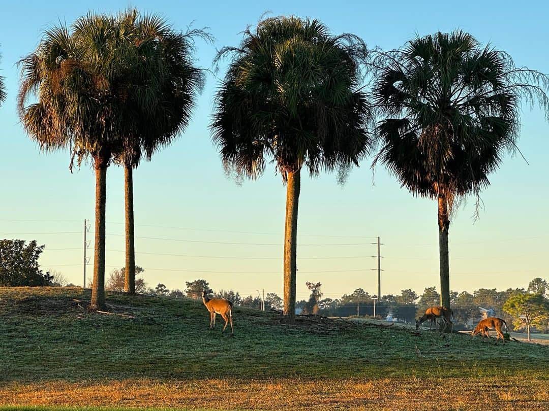 マシュー・ルイスのインスタグラム：「Morning, Deer. I trust you slept well.」