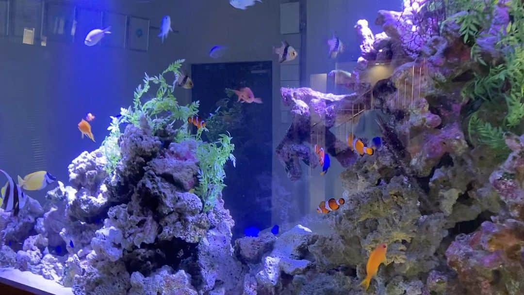 大阪・東京のアクアリウムならa.a.c.のインスタグラム：「2mの海水オーダーメイド水槽🐠  奥行きは60cmなのでパーテーションの役割も果たしてくれています🛋  設置から3年経ちますが、大きな病気も出ず全員すくすく成長しています🐟  #インテリア #インテリアアクアリウム #水草 #水槽 #水槽のある暮らし #熱帯魚 #海水魚 #水槽レンタル #水槽メンテナンス #大阪 #東京 #アクアポニックス  #art #aquarium #fish #空間デザイン #オフィスデザイン #オフィスグリーン #オーダーメイド水槽 #インテリアコーディネート #グリーンコーディネート #内装デザイン #水槽設計 #水槽施工 #北堀江」