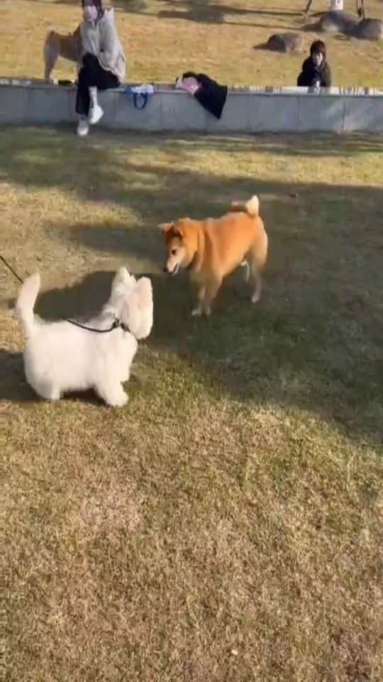 husky and malamuteのインスタグラム：「Hey boy Don't bully children.😩」