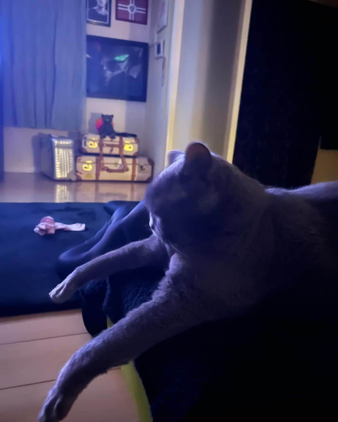 国生さゆりさんのインスタグラム写真 - (国生さゆりInstagram)「深夜、パソコンから視線を上げると、ニャンコが温泉につかるおじさんのような体勢で寝ていた♨️心地よさげに、いつもより寝息を立てて✨  #ねこのいる幸せ  #猫の寝息  #猫のいる風景  #ねこのいる生活  #寝るねこ」1月12日 11時16分 - sayurikokusho