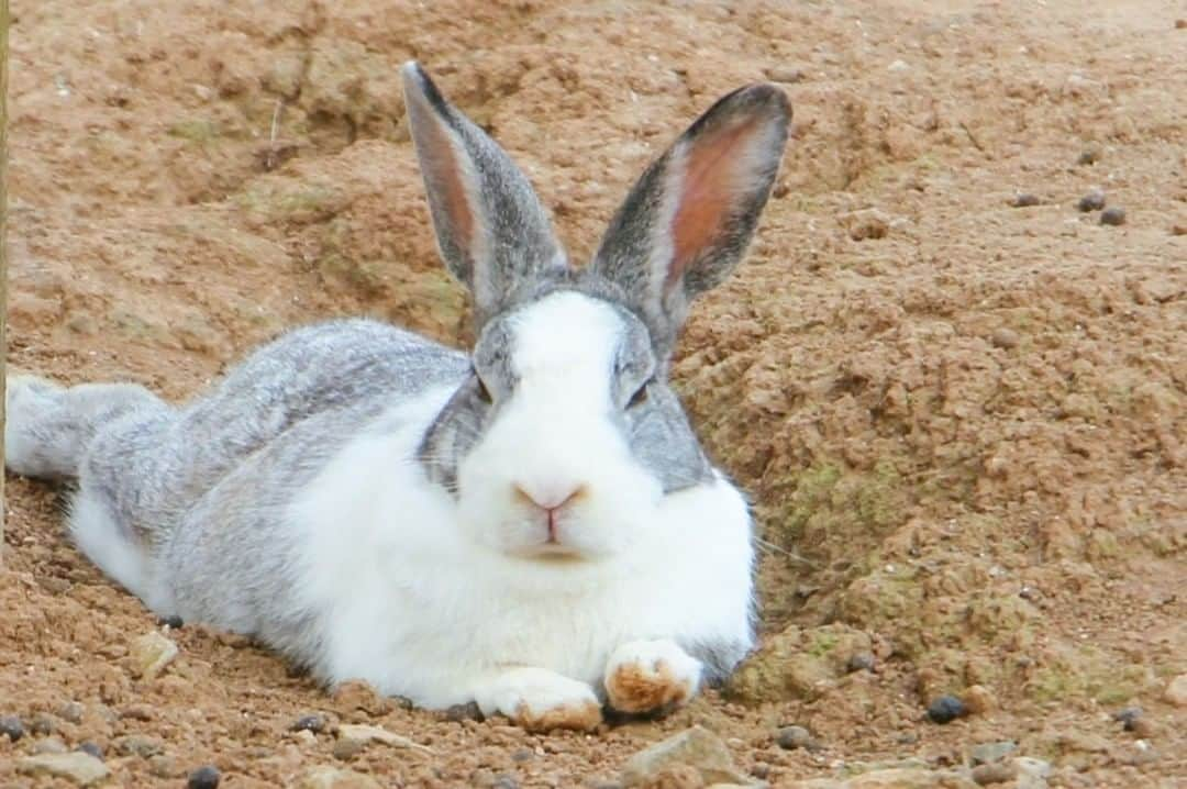 東京カメラガールズさんのインスタグラム写真 - (東京カメラガールズInstagram)「10/22(土) サポーターズメンバー @mikanironosekai さんが企画したイベント 『能古島で撮る、コスモスとうさぎ』が福岡県の能古島で開催されました🐰💕  博多湾に浮かぶ自然豊かな能古島✨ 能古島アイランドパークでは、青い空と海を背景に一面のコスモス畑を見ることができる絶景スポットがあるんです📷✨ ブランコに乗りながら海を眺められる最高なロケーション！ お天気も良くて、最高のカメラ日和ですね☀  「イベントを企画してくれた@mikanironosekai さんの細やかな心配りのおかげで、素敵な写真が撮れました。」 「満開のコスモスの時期に撮影に参加出来てとっても嬉しかった！」 と、参加メンバーからも嬉しいお声がいっぱい✨ 次のイベントも楽しみにしています！  サポーターズイベントへのご参加は、 プロフィール欄のカメラガールズ公式WEBサイトからぜひチェックしてみてくださいね😊 全国各地で楽しいイベントを開催中です✨  //////////////////////////////////////// 現在12,000人のカメラ女子が 活動しているカメラガールズ。 ”一緒に参加して楽しめる” そんなコミュニティメディアです。  ▼ご興味があれば カメラガールズWEBサイトから無料登録をお願いします✨  #カメラガールズ #東京カメラガールズ #カメラ女子 #ファインダー越しの私の世界 #カメラガールズ会報誌 #サポーターズレポート #コスモス #ポートレート撮影 #能古島  #能古島アイランドパーク」1月12日 12時29分 - tokyocameragirls