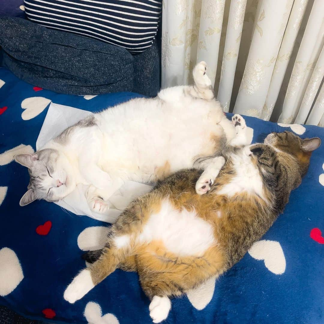 Sakiさんのインスタグラム写真 - (SakiInstagram)「* Hey guys! So this is what I'm seeing when I'm getting ready for work..... This is pulling me back to bed!!!! How can I get ready!?🤣 . こんにちはー！ということで、こちらが朝の準備している最中の光景です。 ベッドに連れ戻されるー！用意とか出来ない〜🤣 #元野良猫部 #元野良もカワイイ説普及隊  *」1月12日 12時35分 - rubyeve12