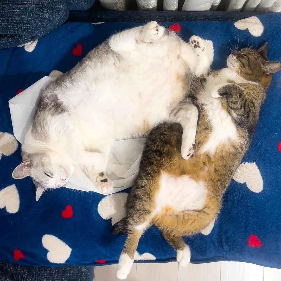 Sakiさんのインスタグラム写真 - (SakiInstagram)「* Hey guys! So this is what I'm seeing when I'm getting ready for work..... This is pulling me back to bed!!!! How can I get ready!?🤣 . こんにちはー！ということで、こちらが朝の準備している最中の光景です。 ベッドに連れ戻されるー！用意とか出来ない〜🤣 #元野良猫部 #元野良もカワイイ説普及隊  *」1月12日 12時35分 - rubyeve12